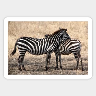 Plains Zebra, Serengeti National Park, Tanzania Sticker